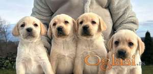 Labrador retriver
